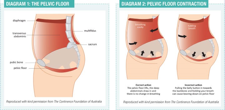 The Pelvic Floor And Core Musculature Foundational Concepts