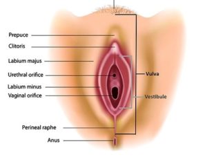 female-genitalia