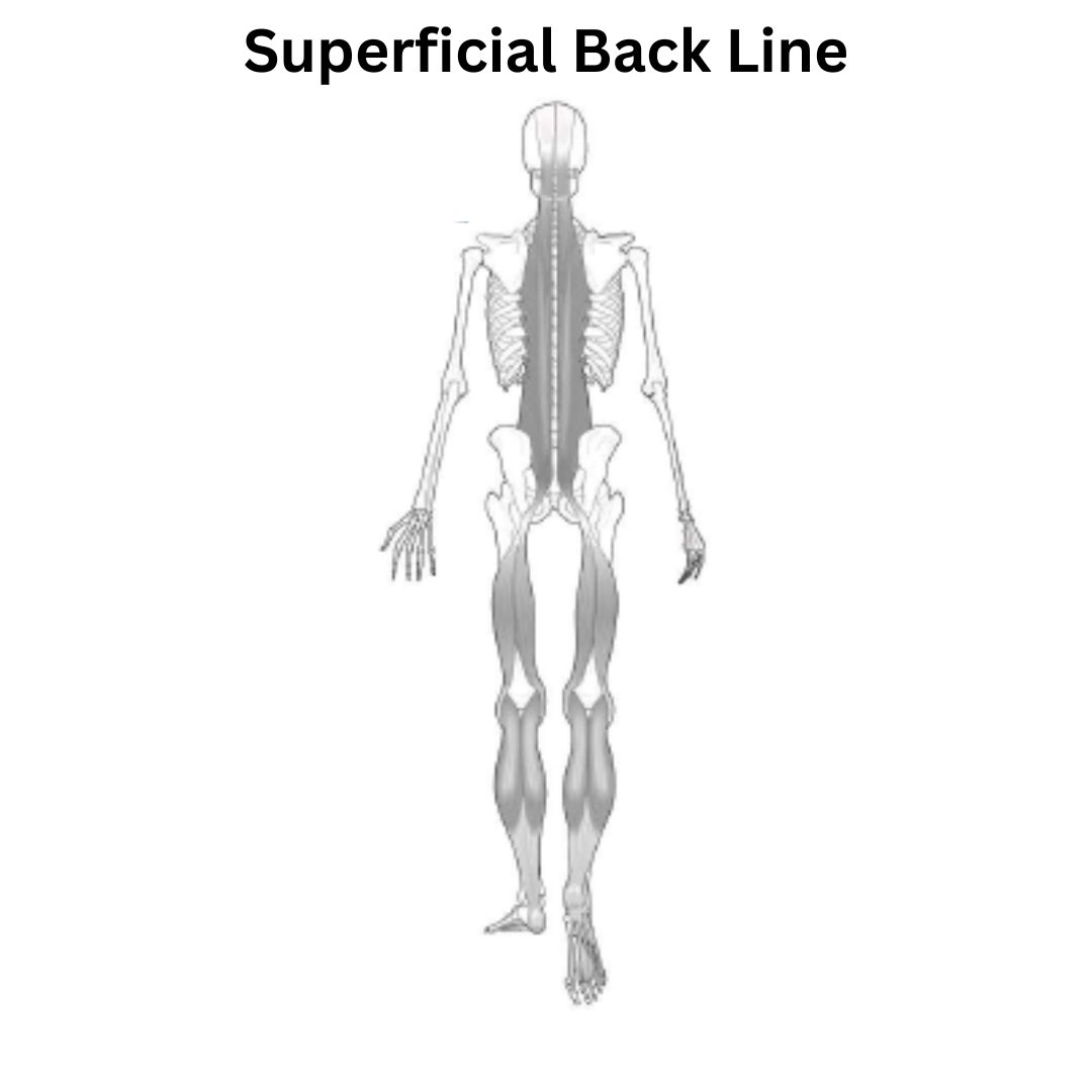 The Superficial Back Line (SBL) and Back Pain: A super simple