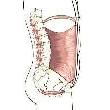 The abdominal cannister